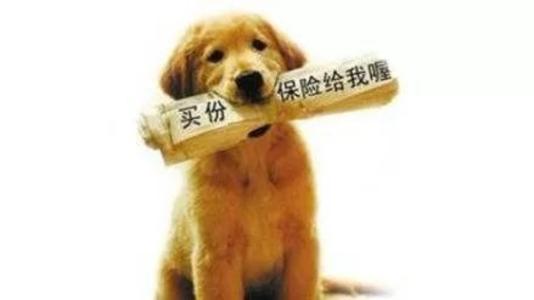寵物保險怎么挑選？有寵物的你確定不了解一下？