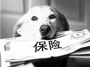 寵物保險怎么挑選？有寵物的你確定不了解一下？
